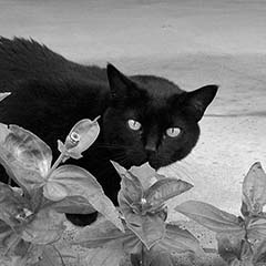 Black Cat