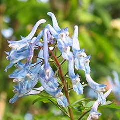 Blue Flowers