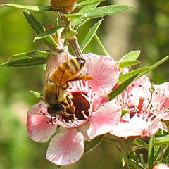 Bee on Flower