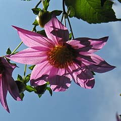 Pink Flowers