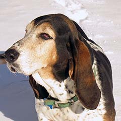 Basset Hound