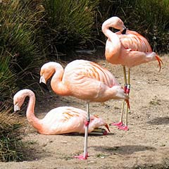 Flamingos