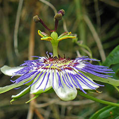 Complex Flower