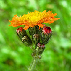 Orange Flower