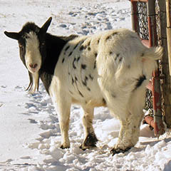 Snowy Goat