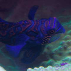 Mandarin Dragonet