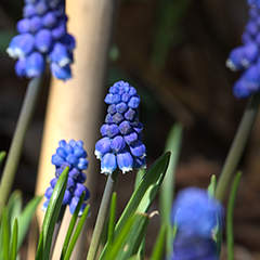 Grape Hyacinth