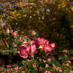 Autumn Roses